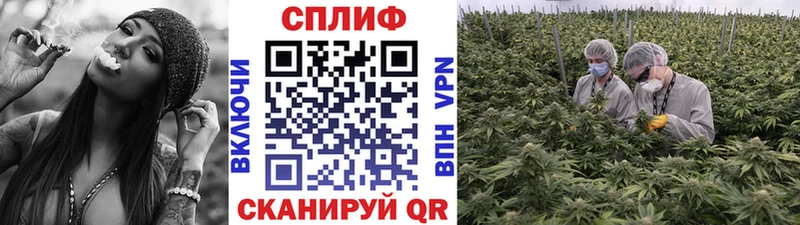 Каннабис семена  Сегежа 